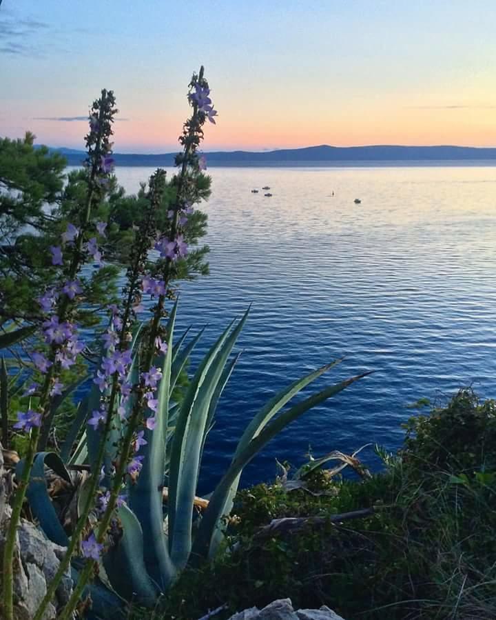 Sea View Ela Apartments Podgora Eksteriør billede